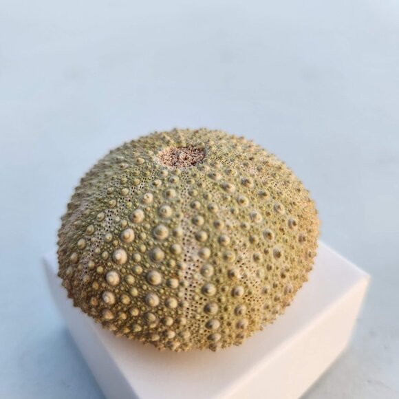 Whole Sea Urchin Fossil Shell Gems and Minerals Rocks Fossils Decor Nautical Nic - Picture 14 of 14